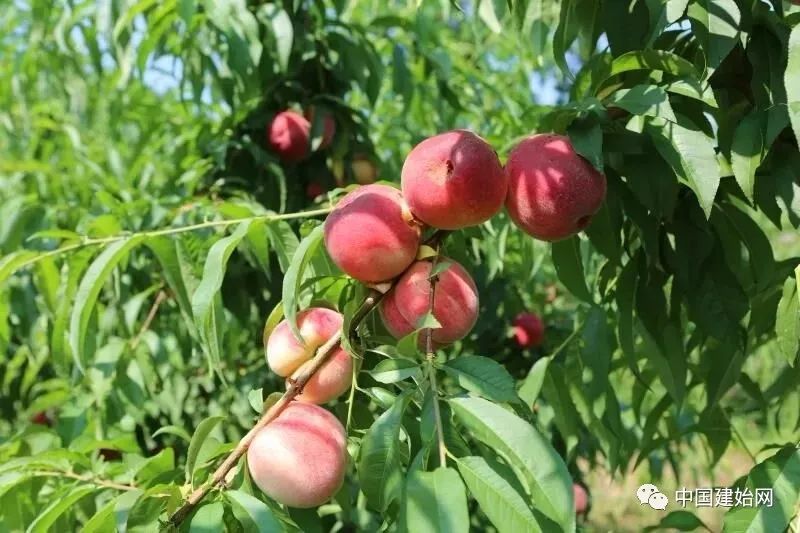 什么水果属于富硒果子（果子水果属于富硒食品吗）-硒宝网