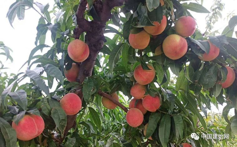 什么水果属于富硒果子（果子水果属于富硒食品吗）-硒宝网