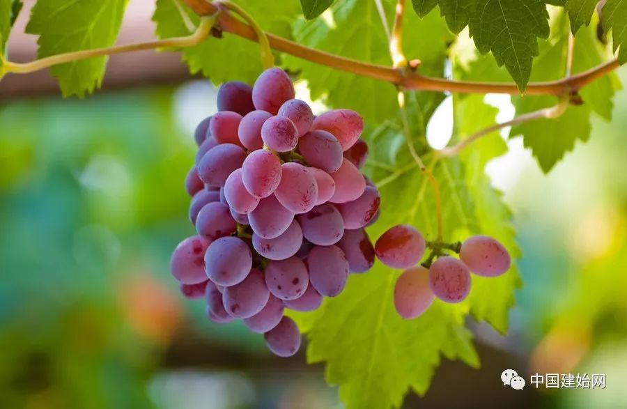 什么水果属于富硒果子（果子水果属于富硒食品吗）-硒宝网