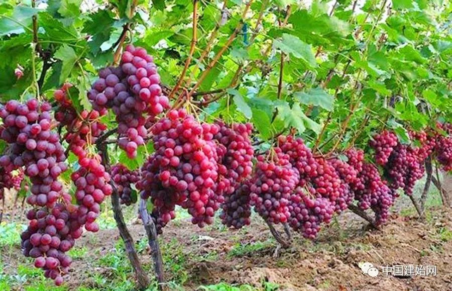 什么水果属于富硒果子（果子水果属于富硒食品吗）-硒宝网