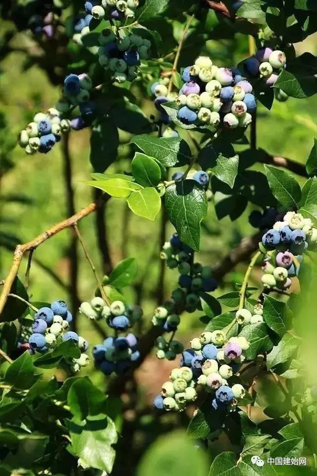 什么水果属于富硒果子（果子水果属于富硒食品吗）-硒宝网