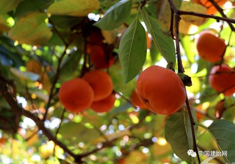 什么水果属于富硒果子（果子水果属于富硒食品吗）-硒宝网