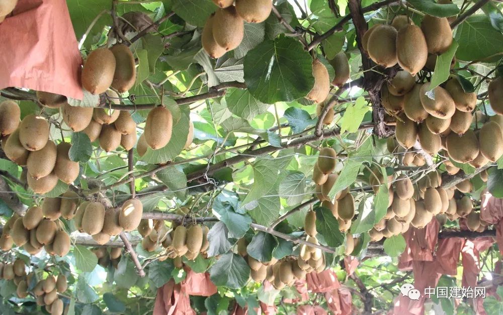 什么水果属于富硒果子（果子水果属于富硒食品吗）-硒宝网