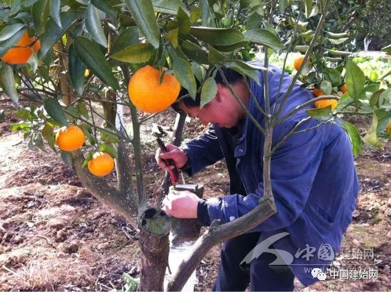 什么水果属于富硒果子（果子水果属于富硒食品吗）-硒宝网