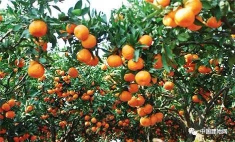 什么水果属于富硒果子（果子水果属于富硒食品吗）-硒宝网