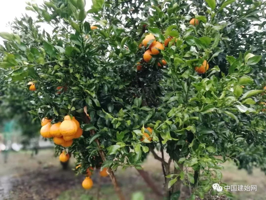 什么水果属于富硒果子（果子水果属于富硒食品吗）-硒宝网