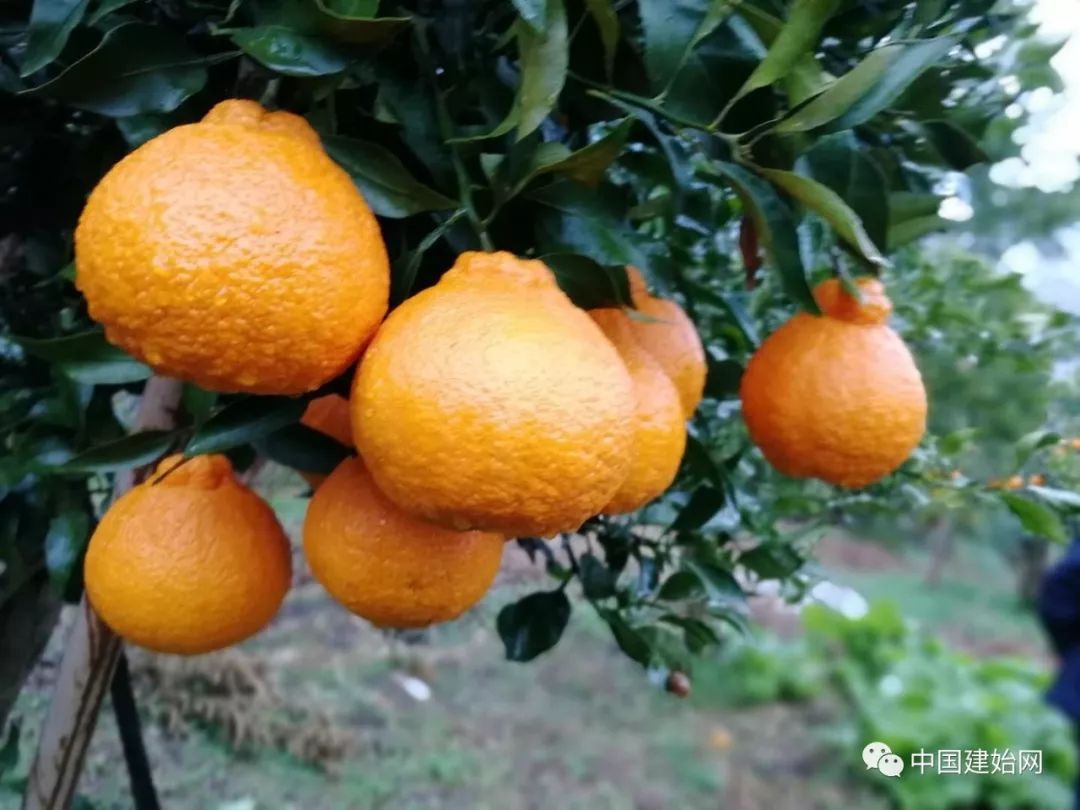 什么水果属于富硒果子（果子水果属于富硒食品吗）-硒宝网