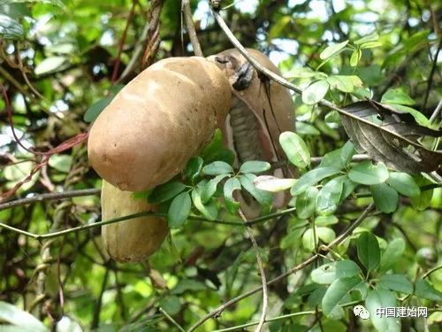 什么水果属于富硒果子（果子水果属于富硒食品吗）-硒宝网