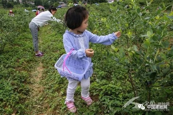 什么水果属于富硒果子（果子水果属于富硒食品吗）-硒宝网