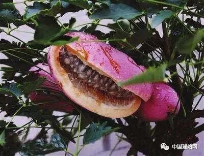 什么水果属于富硒果子（果子水果属于富硒食品吗）-硒宝网