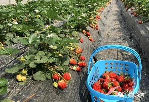 什么水果属于富硒果子（果子水果属于富硒食品吗）-硒宝网