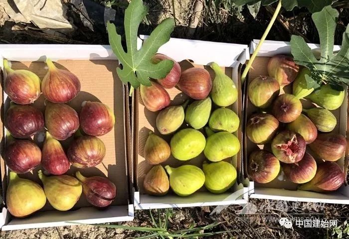 什么水果属于富硒果子（果子水果属于富硒食品吗）-硒宝网