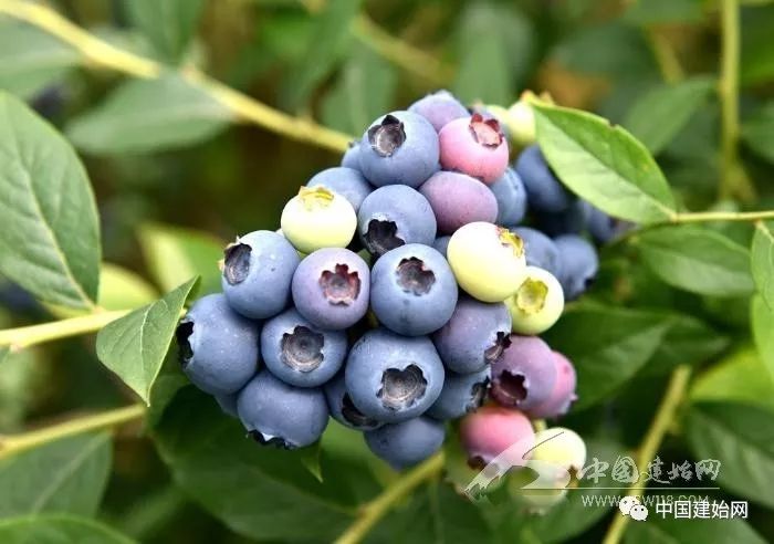 什么水果属于富硒果子（果子水果属于富硒食品吗）-硒宝网