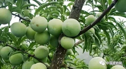 什么水果属于富硒果子（果子水果属于富硒食品吗）-硒宝网