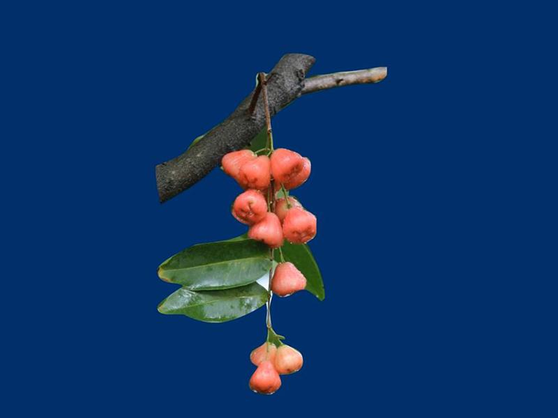 天然富硒绿色保健水果（保健水果天然绿色富硒是什么）-硒宝网