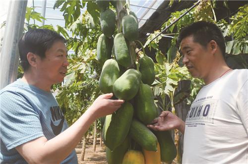 淄博富硒水果种植基地(淄博富硒采摘园哪里好)-硒宝网