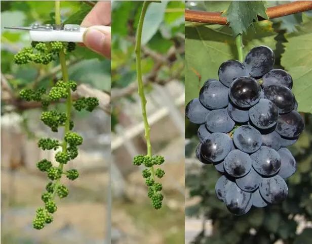 天然富硒绿色保健水果(富硒果蔬)-硒宝网