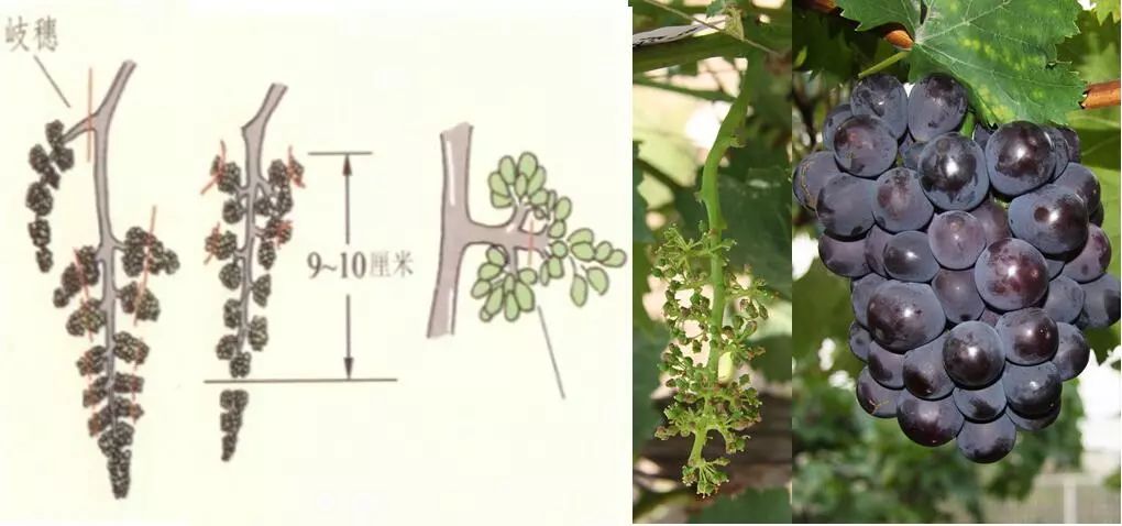 天然富硒绿色保健水果(富硒果蔬)-硒宝网