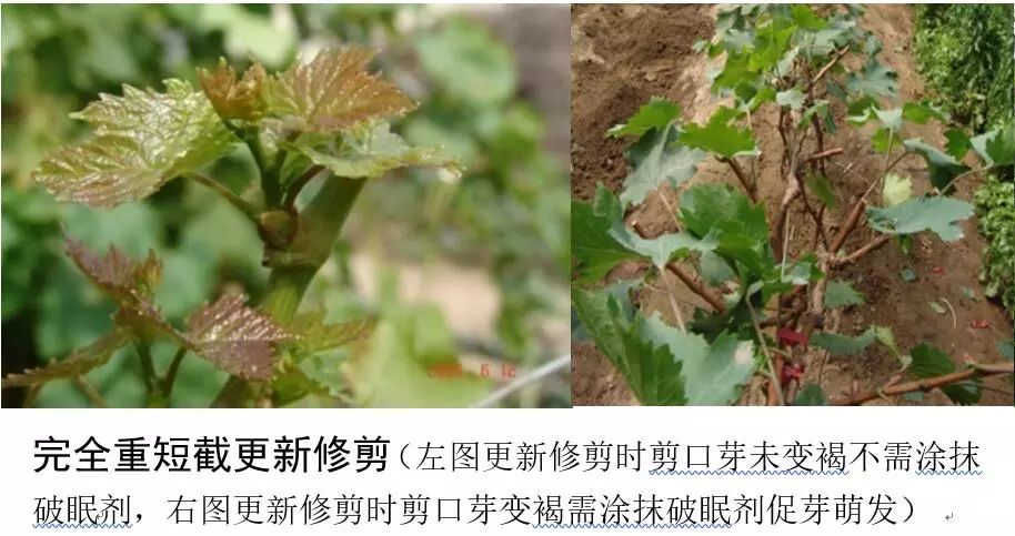 天然富硒绿色保健水果(富硒果蔬)-硒宝网