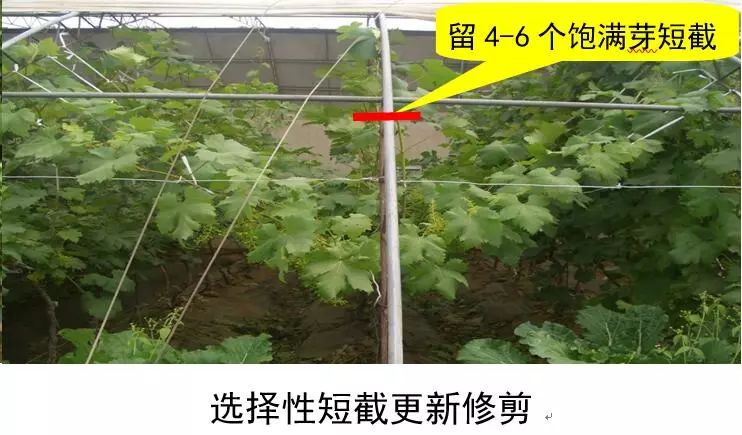 天然富硒绿色保健水果(富硒果蔬)-硒宝网