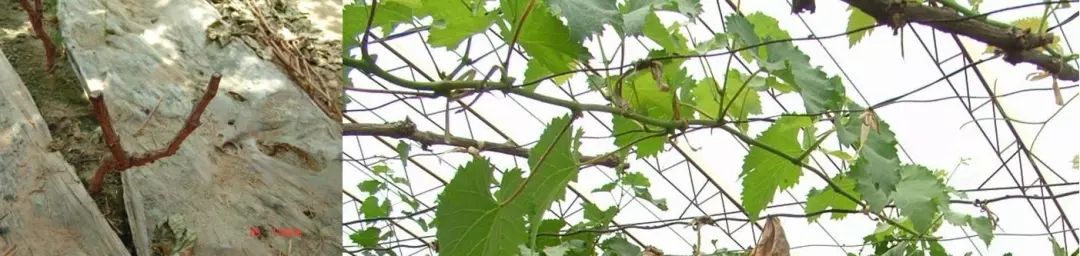 天然富硒绿色保健水果(富硒果蔬)-硒宝网