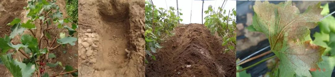 天然富硒绿色保健水果(富硒果蔬)-硒宝网