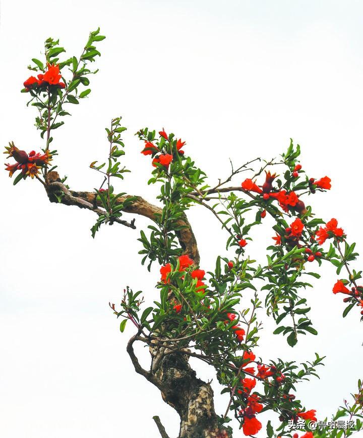 淄博富硒水果种植基地(淄博盛产水果)-硒宝网
