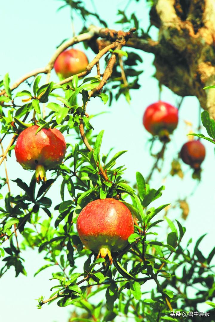 淄博富硒水果种植基地(淄博盛产水果)-硒宝网