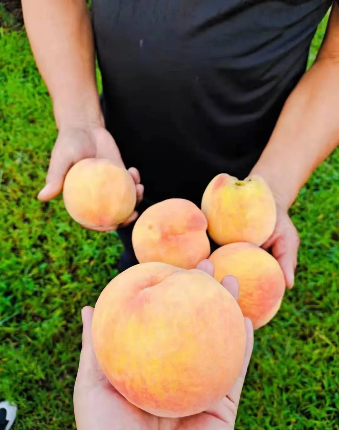 什么水果属于富硒果子（果子水果属于富硒食物吗）-硒宝网