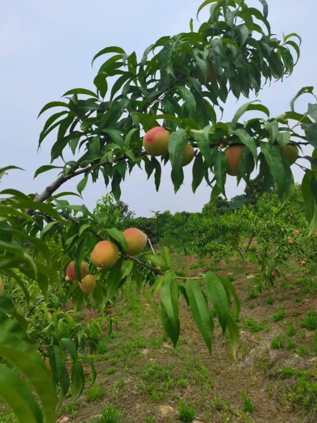 什么水果属于富硒果子（果子水果属于富硒食物吗）-硒宝网