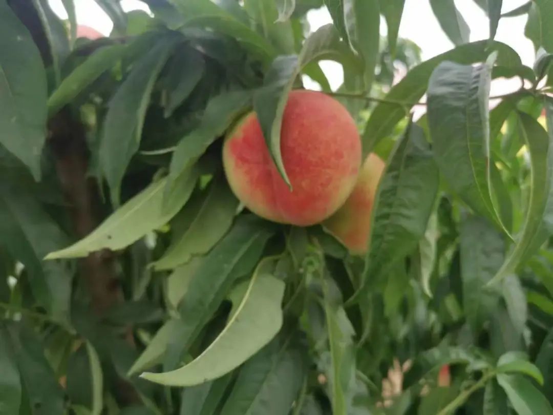 什么水果属于富硒果子（果子水果属于富硒食物吗）-硒宝网