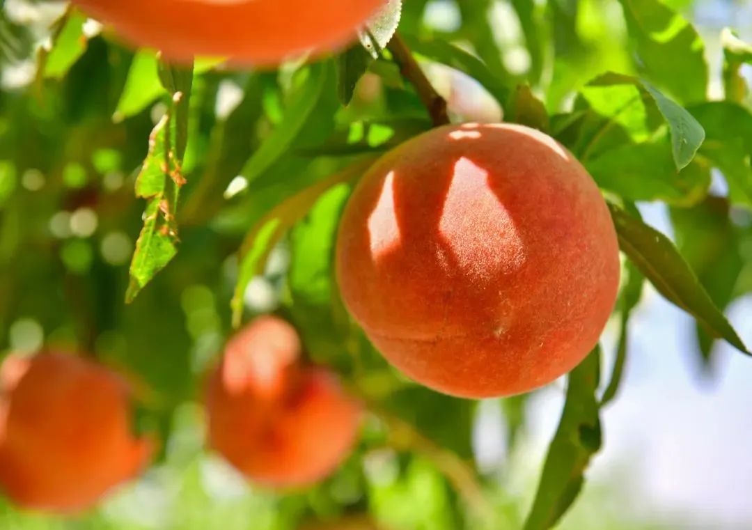 什么水果属于富硒果子（果子水果属于富硒食物吗）-硒宝网