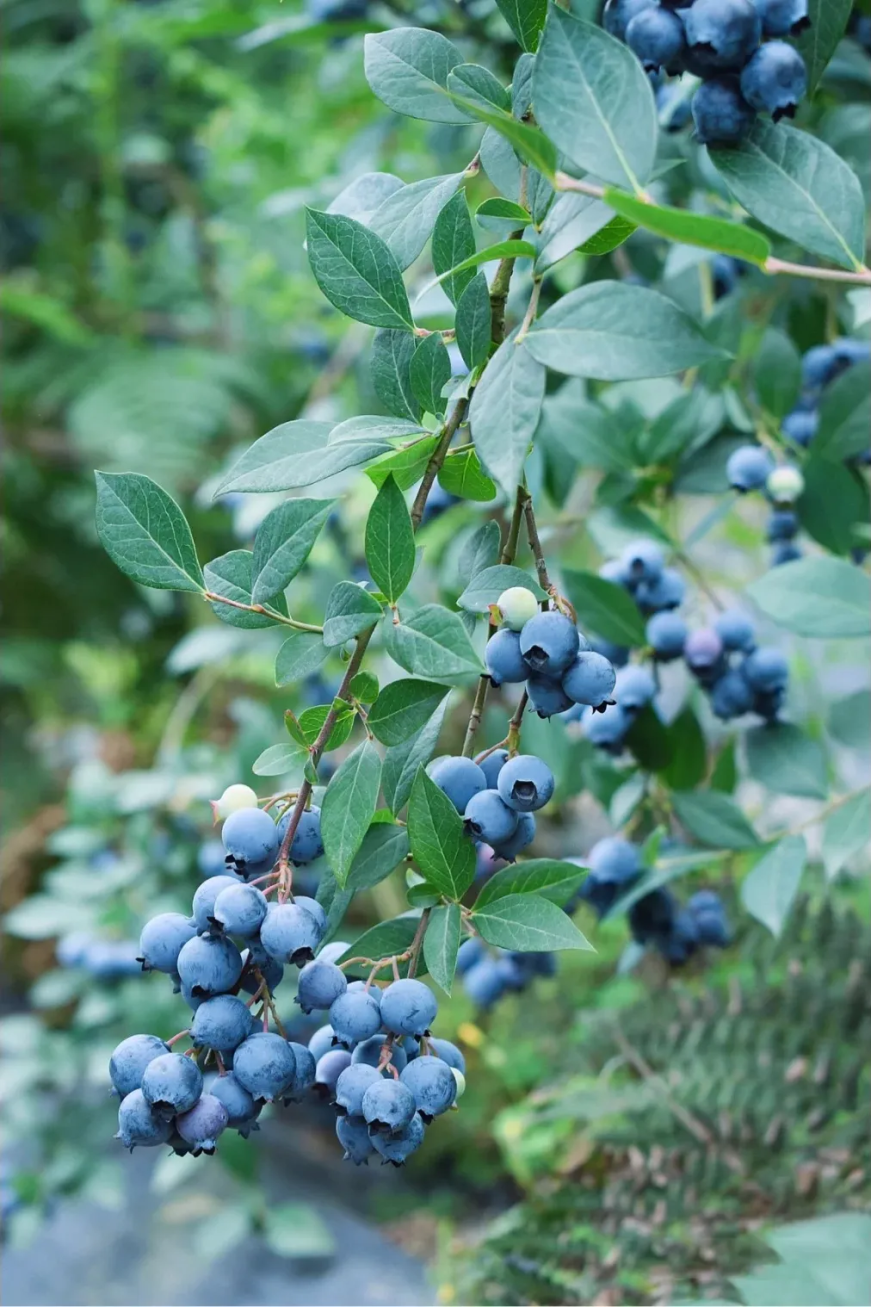 什么水果属于富硒果子（果子水果属于富硒食物吗）-硒宝网