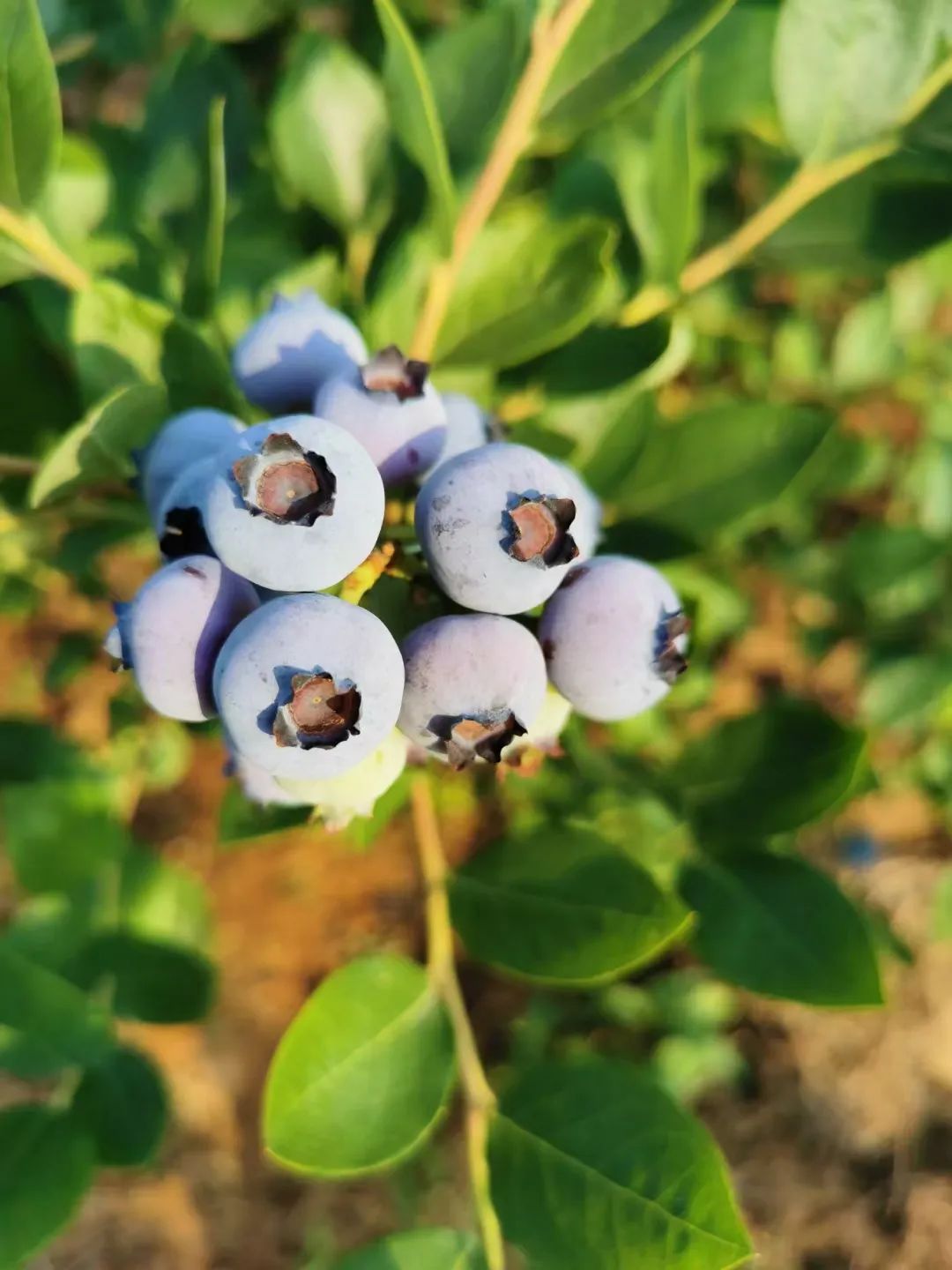 什么水果属于富硒果子（果子水果属于富硒食物吗）-硒宝网