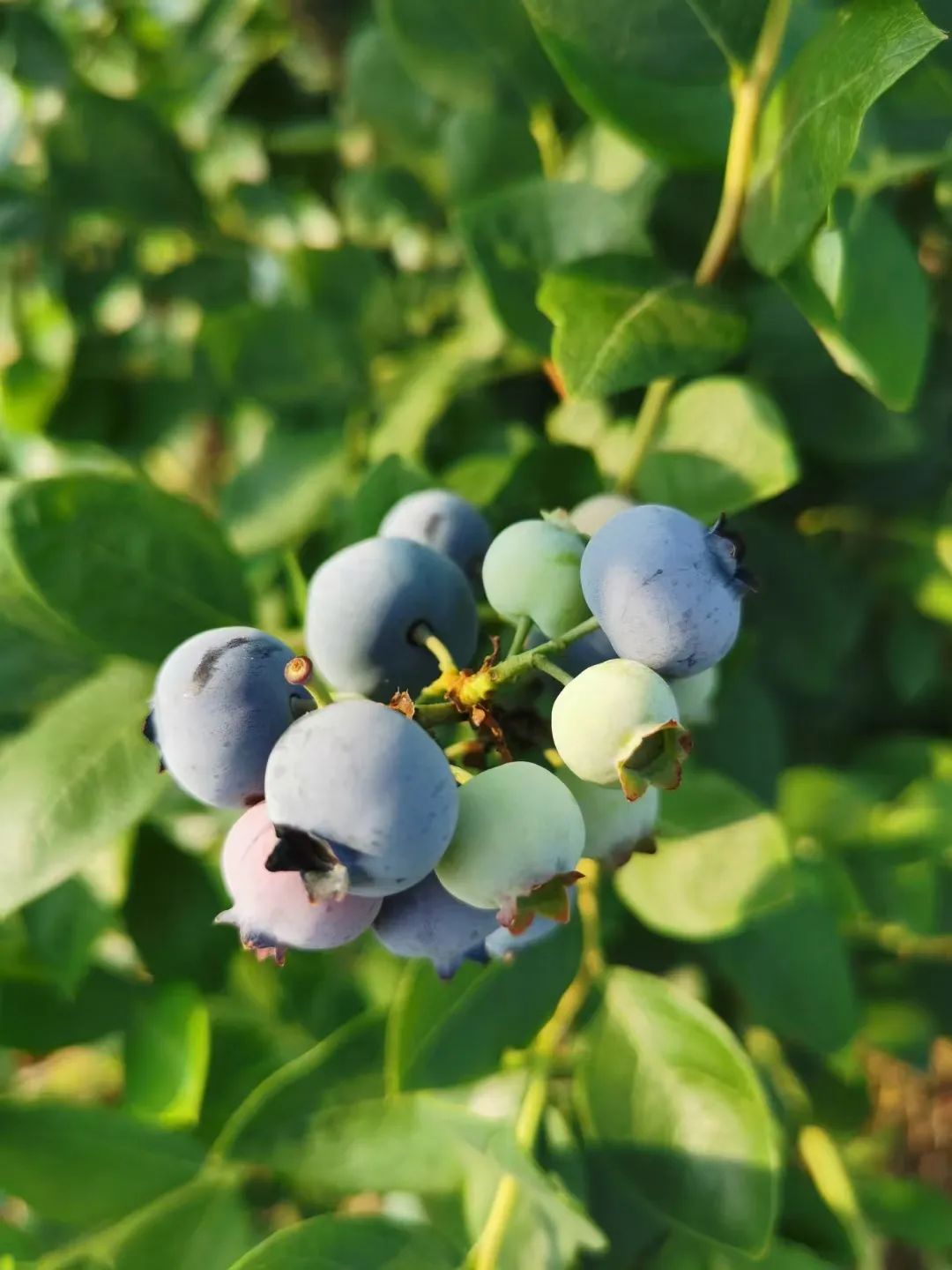 什么水果属于富硒果子（果子水果属于富硒食物吗）-硒宝网
