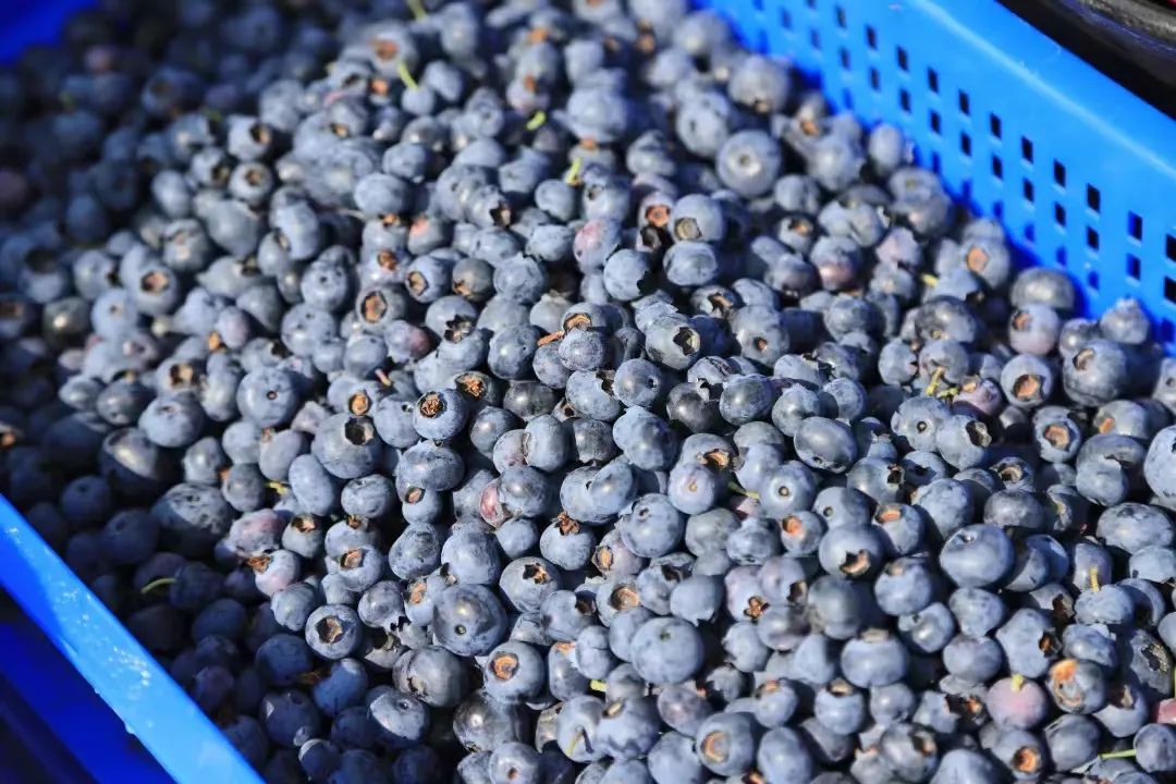 什么水果属于富硒果子（果子水果属于富硒食物吗）-硒宝网