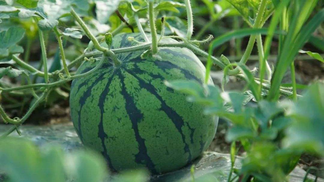 什么水果属于富硒果子（果子水果属于富硒食物吗）-硒宝网