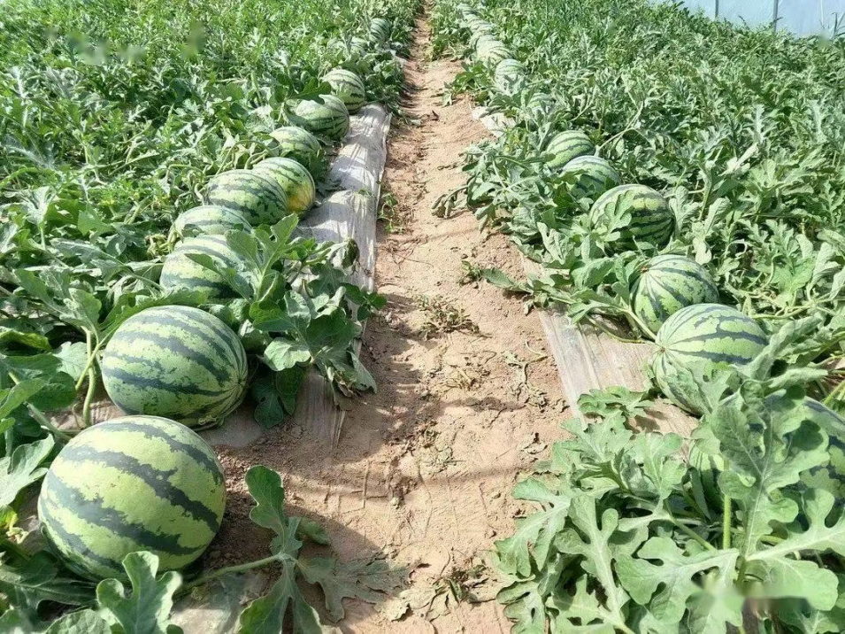 什么水果属于富硒果子（果子水果属于富硒食物吗）-硒宝网