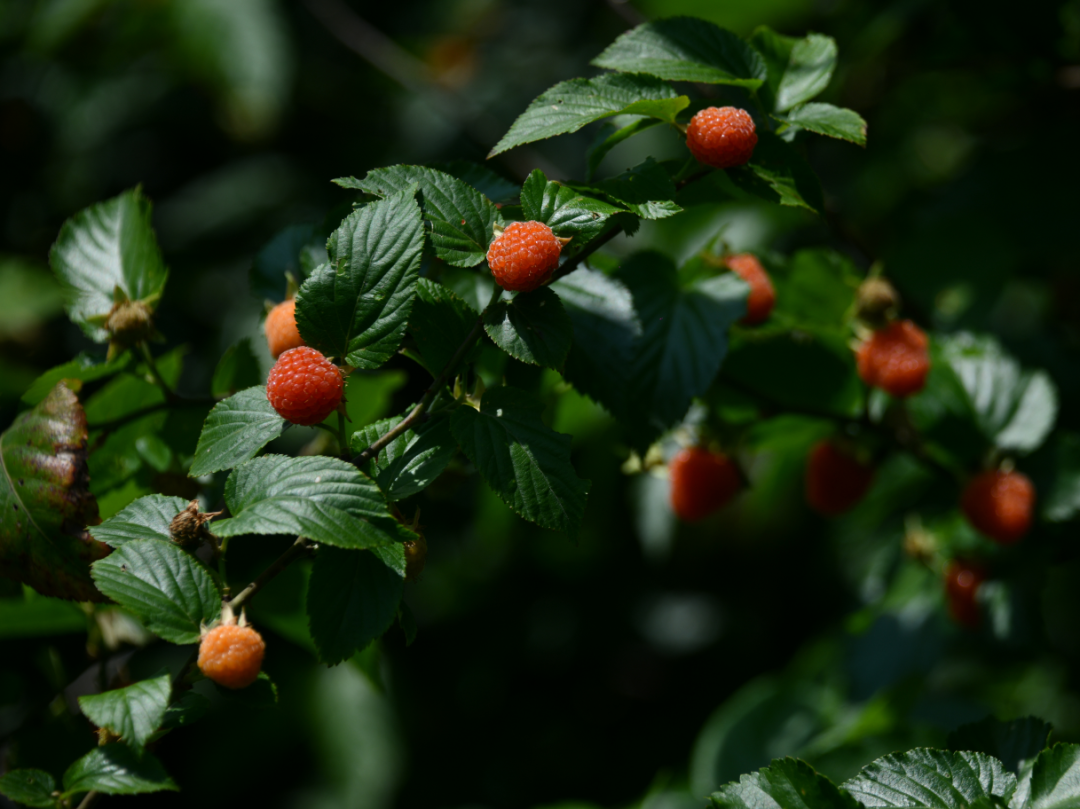什么水果属于富硒果子（果子水果属于富硒食物吗）-硒宝网