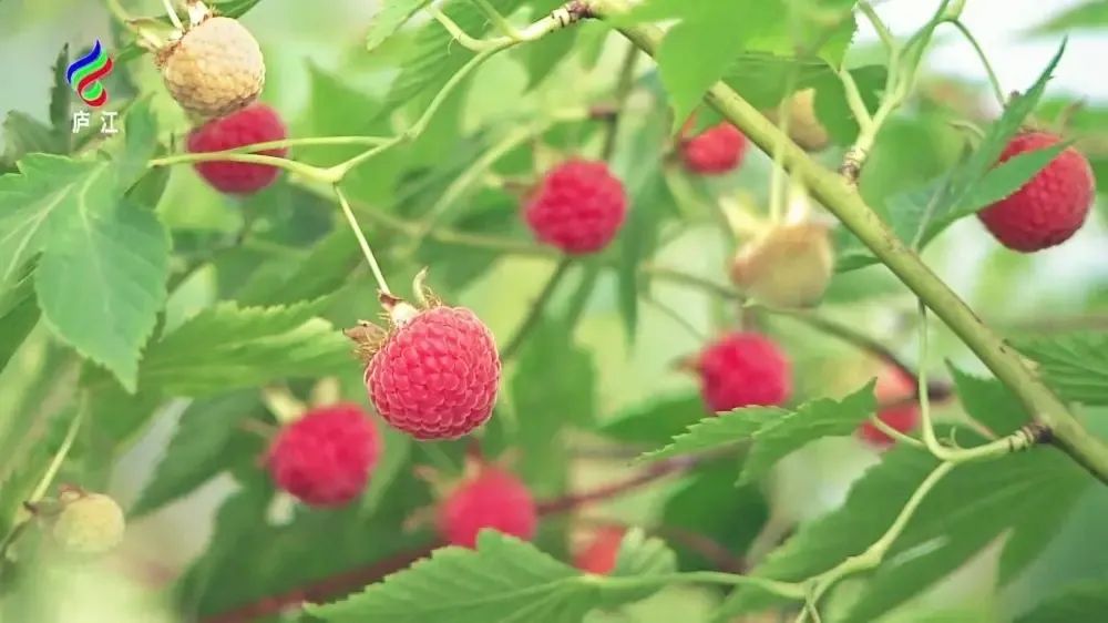 什么水果属于富硒果子（果子水果属于富硒食物吗）-硒宝网