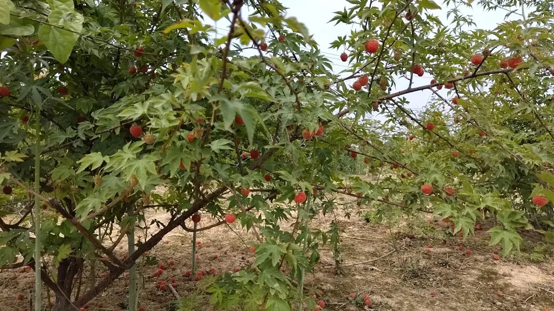 什么水果属于富硒果子（果子水果属于富硒食物吗）-硒宝网