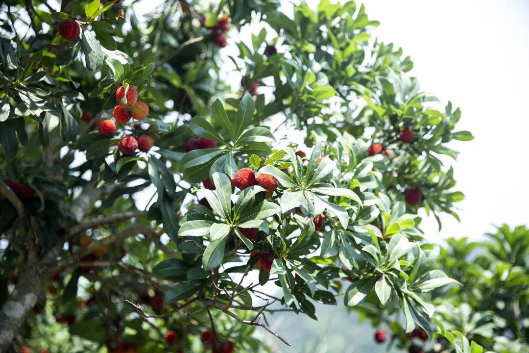 什么水果属于富硒果子（果子水果属于富硒食物吗）-硒宝网