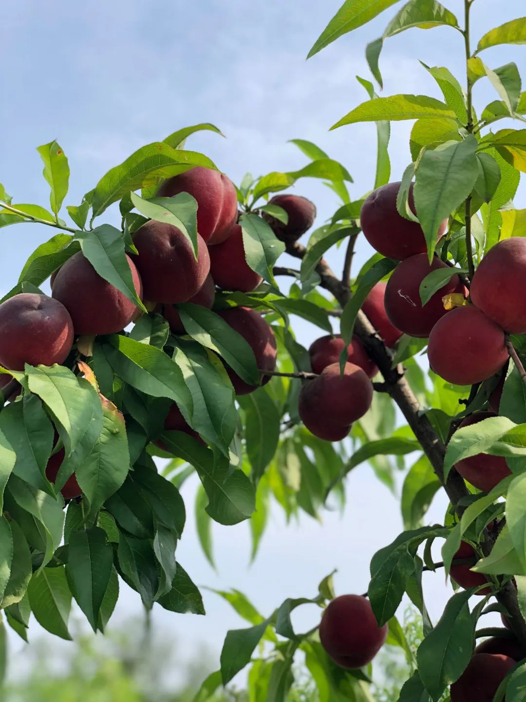什么水果属于富硒果子（果子水果属于富硒食物吗）-硒宝网