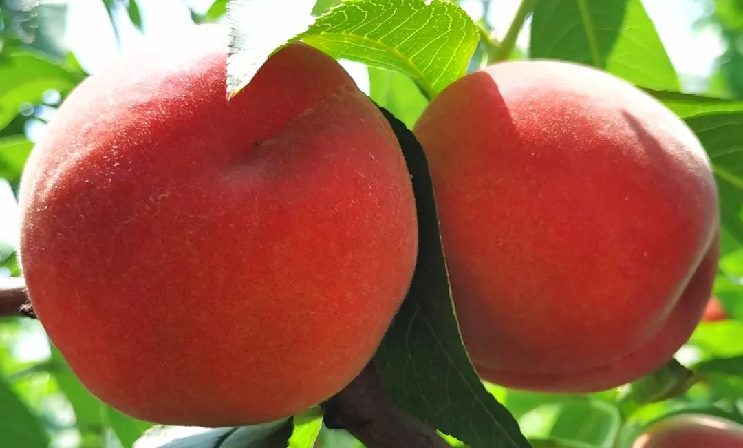 什么水果属于富硒果子（果子水果属于富硒食物吗）-硒宝网