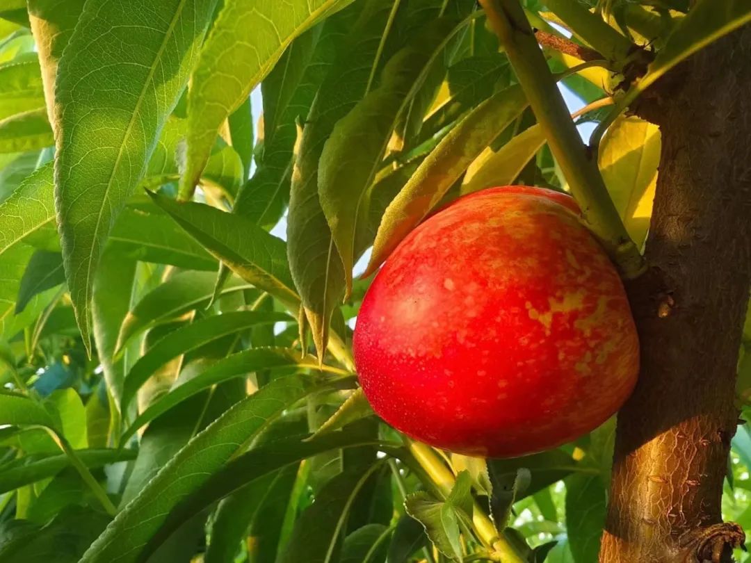 什么水果属于富硒果子（果子水果属于富硒食物吗）-硒宝网