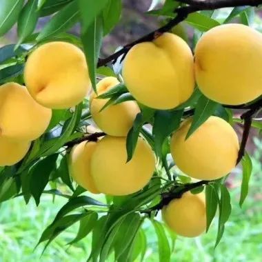 什么水果属于富硒果子（果子水果属于富硒食物吗）-硒宝网