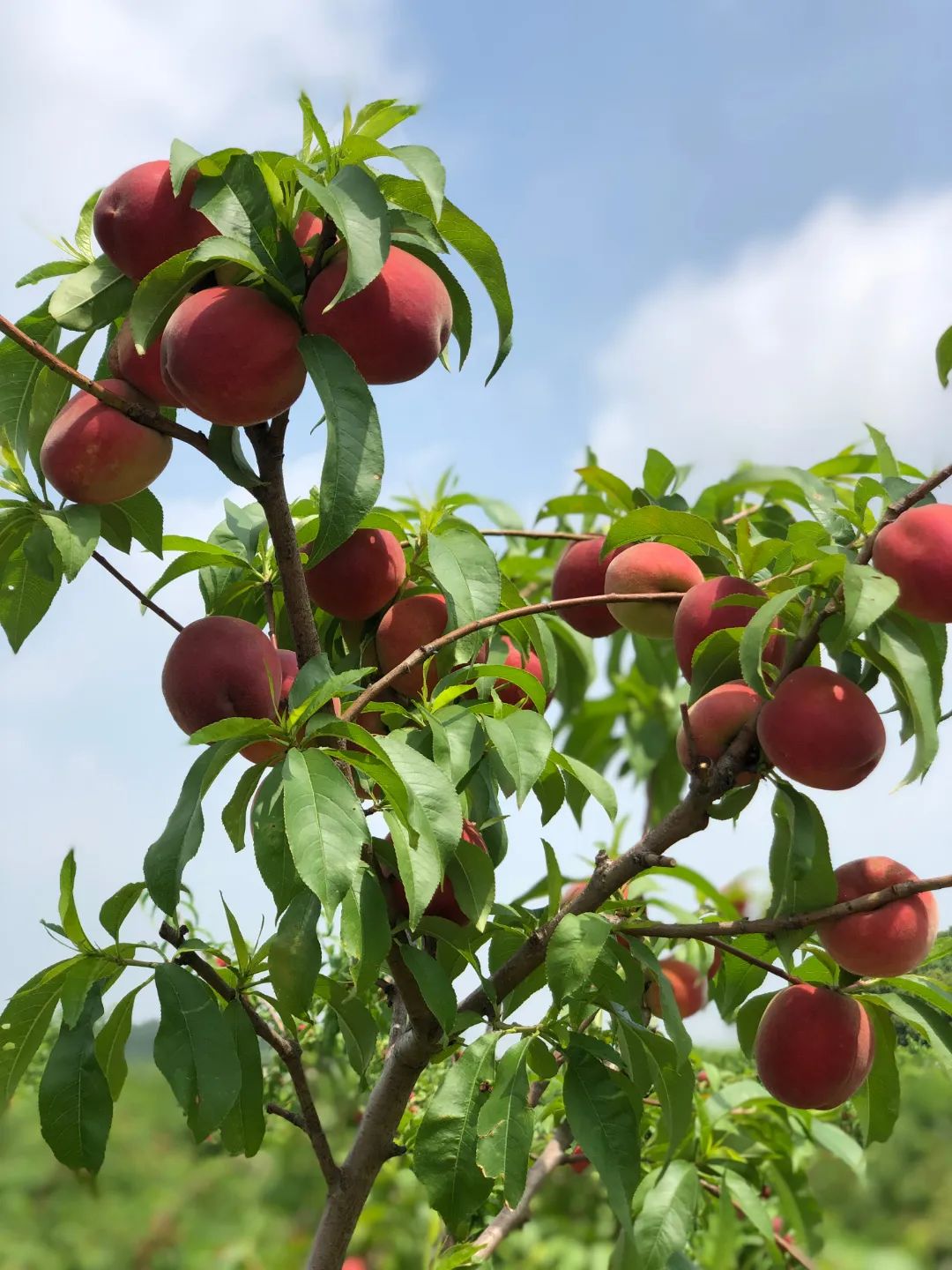 什么水果属于富硒果子（果子水果属于富硒食物吗）-硒宝网