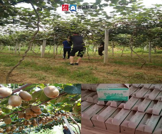 潍坊富硒水果种植基地(潍坊水果采摘园)-硒宝网