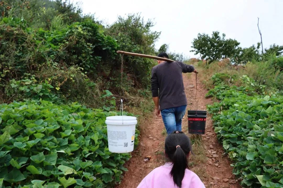 东营富硒水果采摘价格(东营采摘苹果的地方)-硒宝网