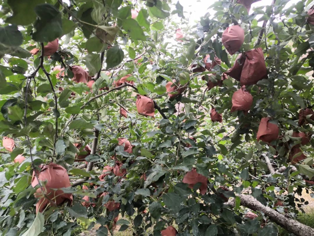 东营富硒水果采摘价格(东营采摘苹果的地方)-硒宝网